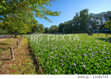 水城公園 12080744