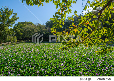 水城公園 12080750