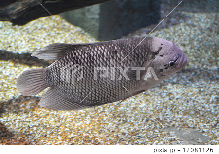 オスフロネムス 12081126