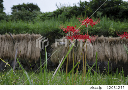 彼岸花 12081255