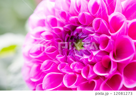 ダリア接写 品種(シンデレラ) 12081273