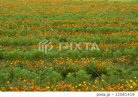 蒜山高原 12081419
