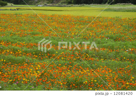 蒜山高原 12081420