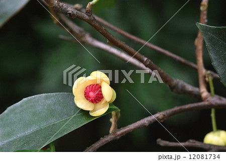 サネカズラ花 12081734