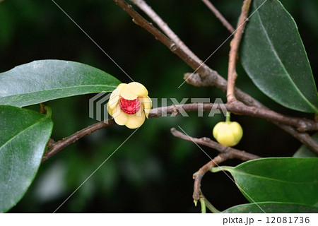 サネカズラ花 12081736