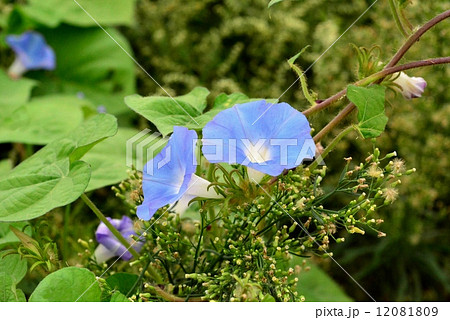 アメリカアサガオ アメリカアサガオ 12081809