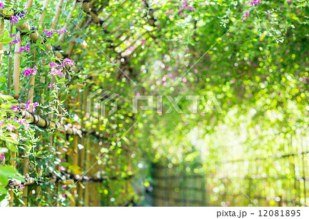 向島百花園 萩のトンネルの写真素材 1815