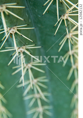 close up of cactus  close up of cactus  12082132