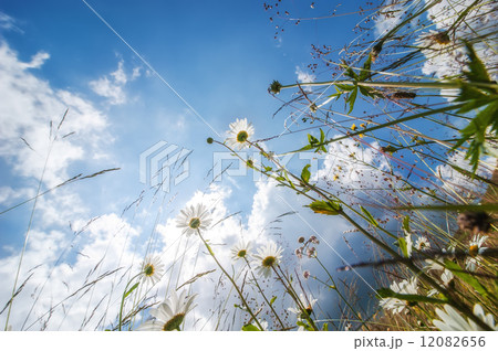 Amazing sunny day at summer meadow with wildflowers 12082656