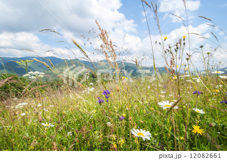 Amazing sunny day in mountains. Summer meadow with wildflowers 12082661