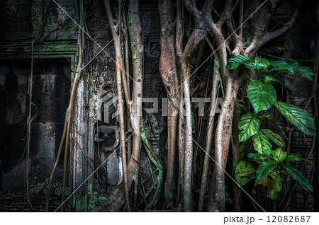 Giant banyan tree roots at Ta Prohm temple. Angkor Wat 12082687