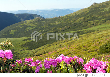 Mountain rhododendron blossoming 12082748