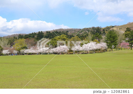 奈良　春の春日野園地 12082861