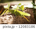 grasshopper 12083186