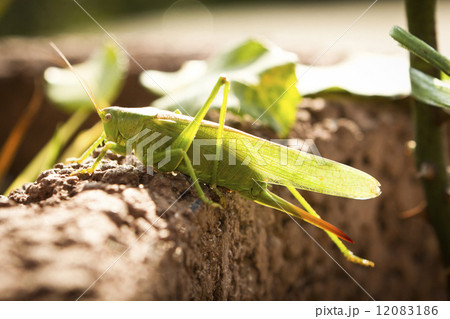 grasshopper 12083186