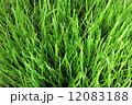 meadow close-up 12083188