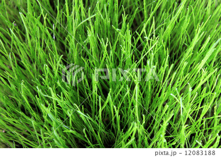 meadow close-up 12083188
