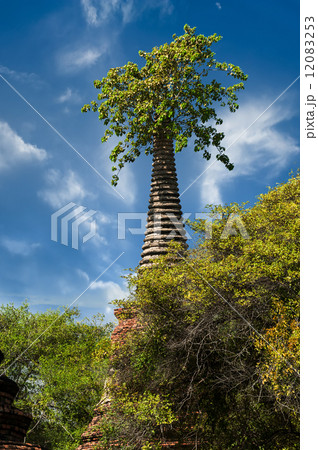 Ancient ruins with growing trees. Ayutthaya, Thailand  12083253