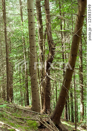 Deep highland forest at Carpathian mountains. Ukraine Deep highland forest at Carpathian mountains. Ukraine 12083349