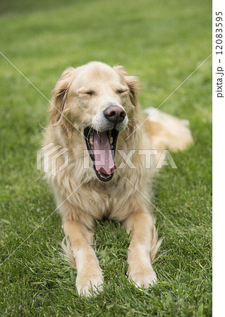ゴールデンレトリーバー ゴールデンレトリーバー 12083595