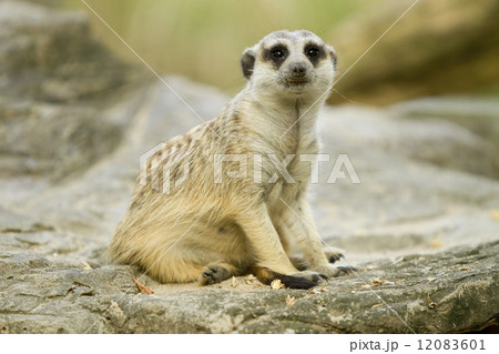 Meerkat 12083601