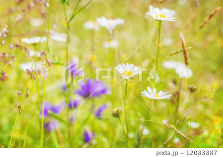 Amazing sunrise at summer meadow with wildflowers Amazing sunrise at summer meadow with wildflowers 12083887