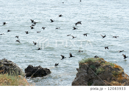 Cormorants 12083933