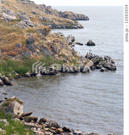 Cormorants Cormorants 12083934