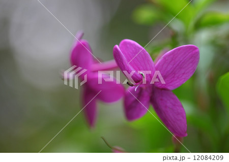 プセウデランテムム 12084209