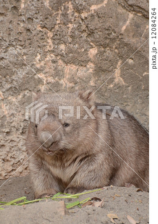 コモンウォンバット 12084264