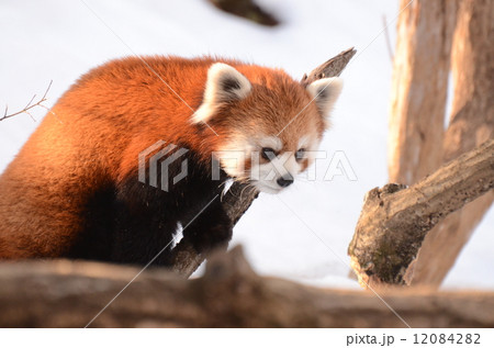 レッサーパンダ 12084282