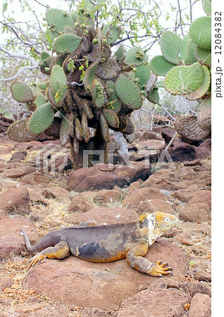 世界遺産第一号ガラパゴス諸島、サボテンの実の落下を待つ陸イグアナ 12084382