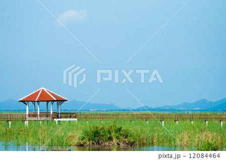 Wooden Bridge in lotus lake at khao sam roi yod national park, t 12084464