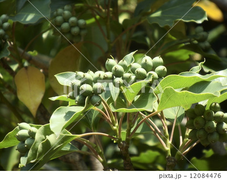 着ると姿が隠せる簑のように葉が密についるカクレミノの未熟な実 12084476