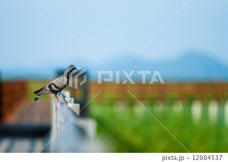 Wooden Bridge in lotus lake at khao sam roi yod national park, t 12084537