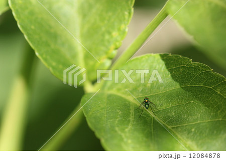 アシナガバエ０３ 12084878