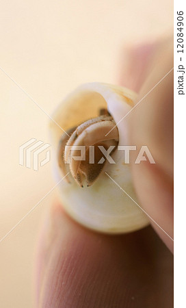 手で持ったヤドカリのアップ 手で持ったヤドカリのアップ 12084906