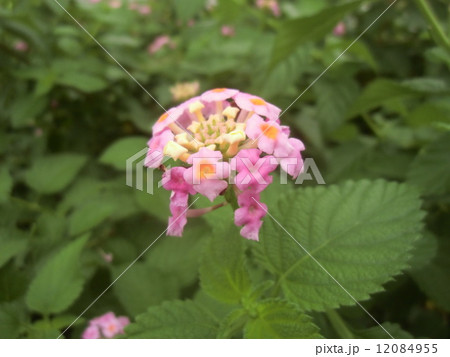 草木の花に間違われそうなランタナの可愛い花 12084955