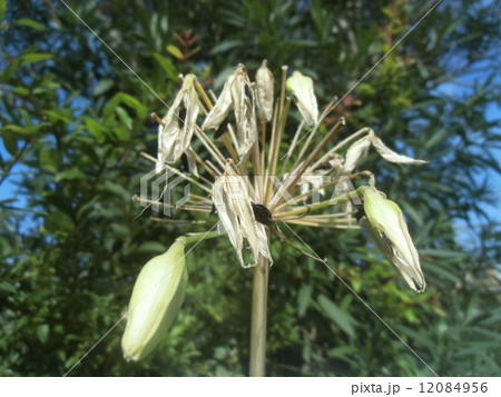 実が熟し黒い顔を出し始めたアガパンサス 12084956