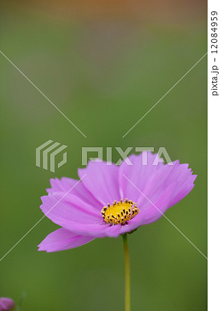 コスモス 12084959