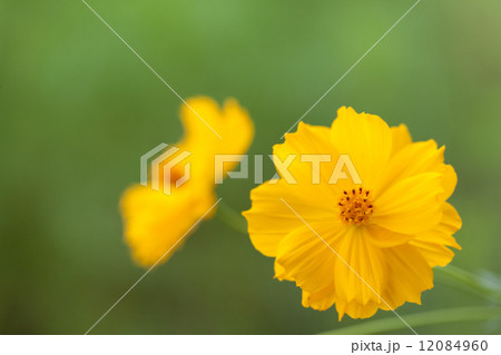 コスモス 12084960