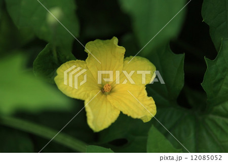 自然 植物 ゴーヤー きれいな黄色の花だけ見ると素人にはウリやキュウリと見分けがつきません ち の写真素材