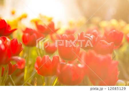 Red tulips with Bouquet Red tulips with Bouquet 12085129