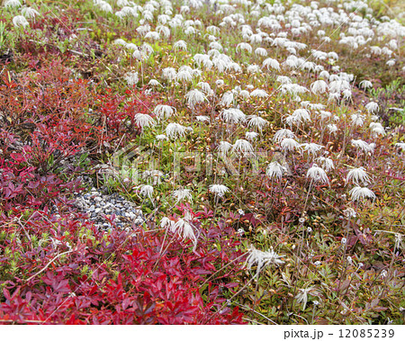 五竜 五竜 12085239