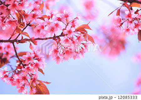 cherry blossom cherry blossom 12085333