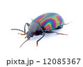 ナガニジゴミムシダマシ 12085367