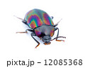 ナガニジゴミムシダマシ 12085368