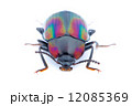 ナガニジゴミムシダマシ 12085369