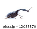 エゴツルクビオトシブミのオス 12085370