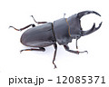 オオクワガタ 12085371